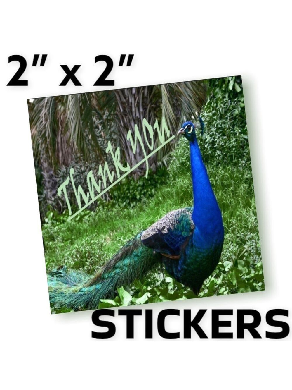 100 (2x2 Inch) Peacock, Square Stickers, Full Color, High Gloss, Thank You
